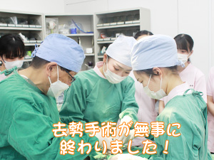 ☆去勢手術実習☆